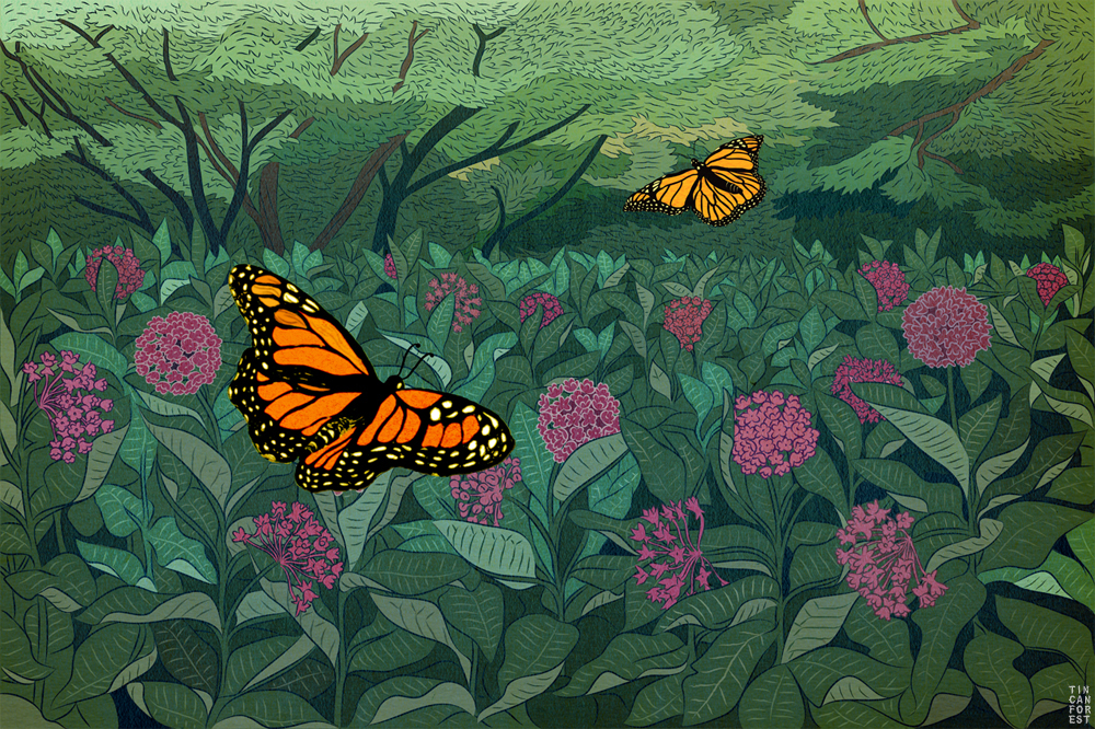 Monarch Butterfly  by Tin Can Forest